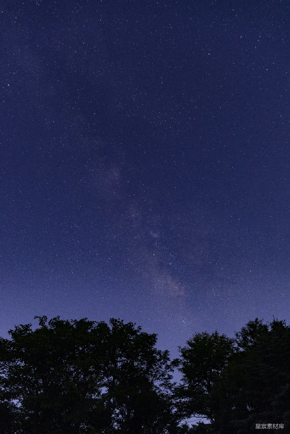 高清摄影 夜空 星星 树木 宁静 自然 夜空下的繁星与树木轮廓