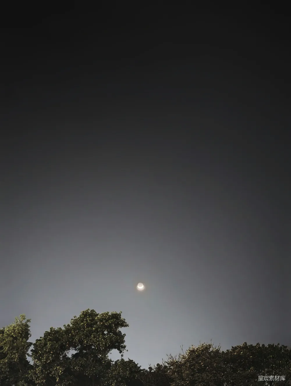 高清摄影 夜景 月亮 树梢 静谧 自然 朦胧月夜下的树梢剪影