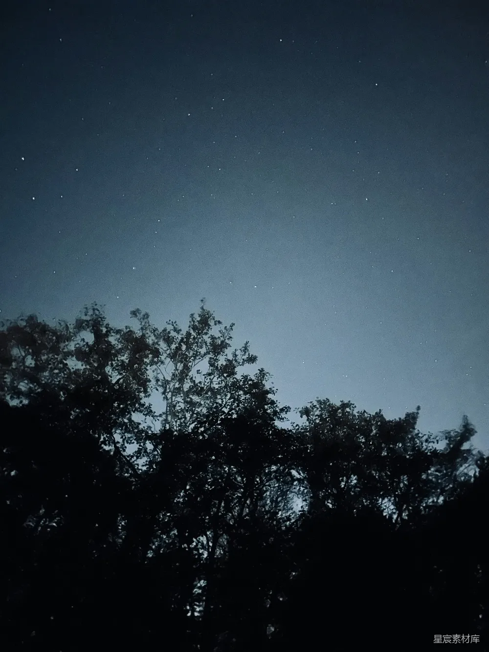 高清摄影 夜景 星空 自然 宁静 户外 夜空中繁星点点与树梢剪影