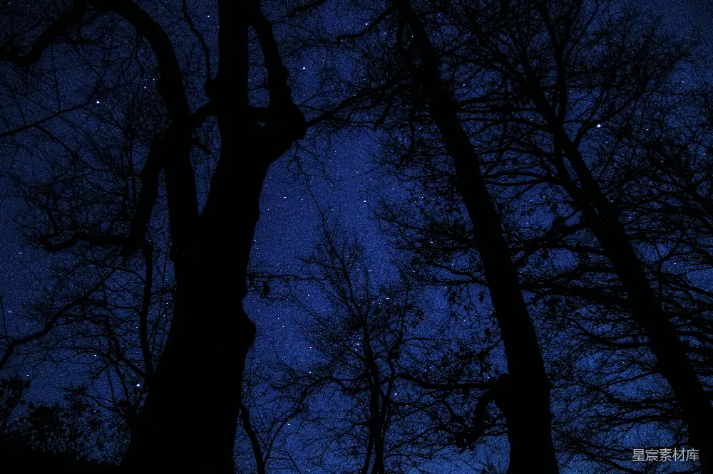 高清摄影 夜空 树木剪影 自然风光 宁静 星空 夜空下的树木剪影