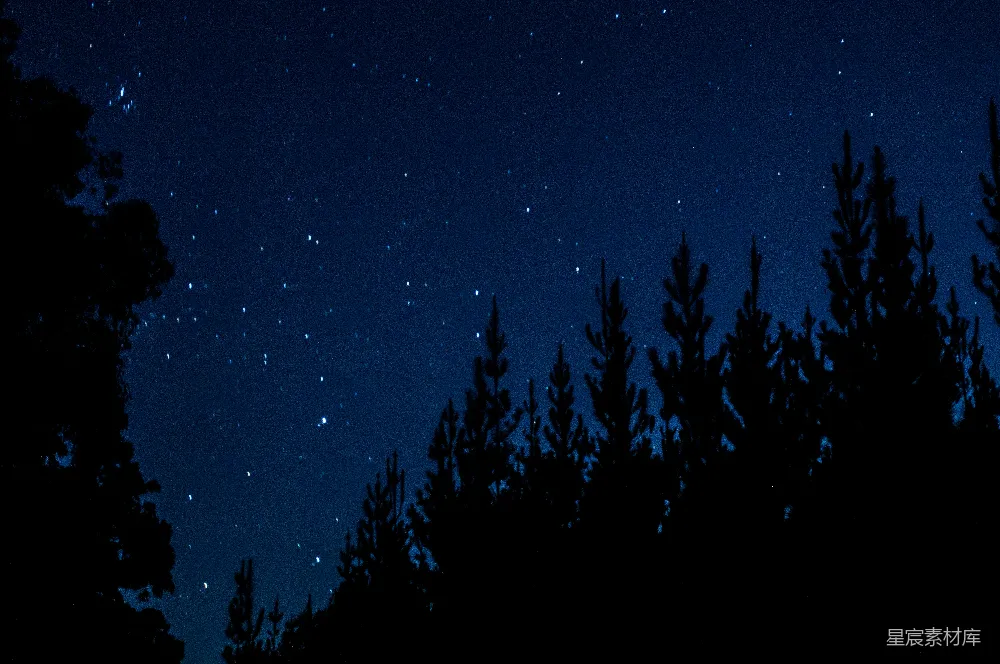 高清摄影 夜空 松树 星空 宁静 自然 夜幕下的松林