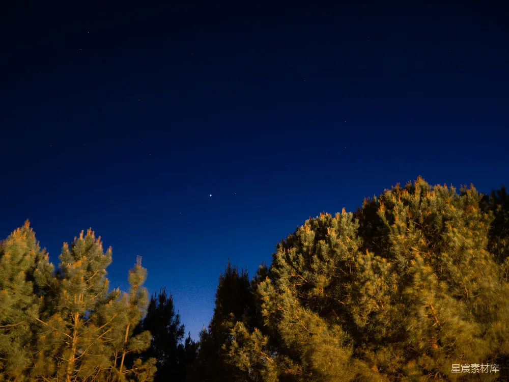 高清摄影 夜景 松树 星空 自然 宁静 夜空中的松树与星星