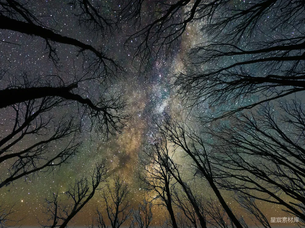 高清摄影 星空 自然 宁静 夜晚 户外 星空下的树影