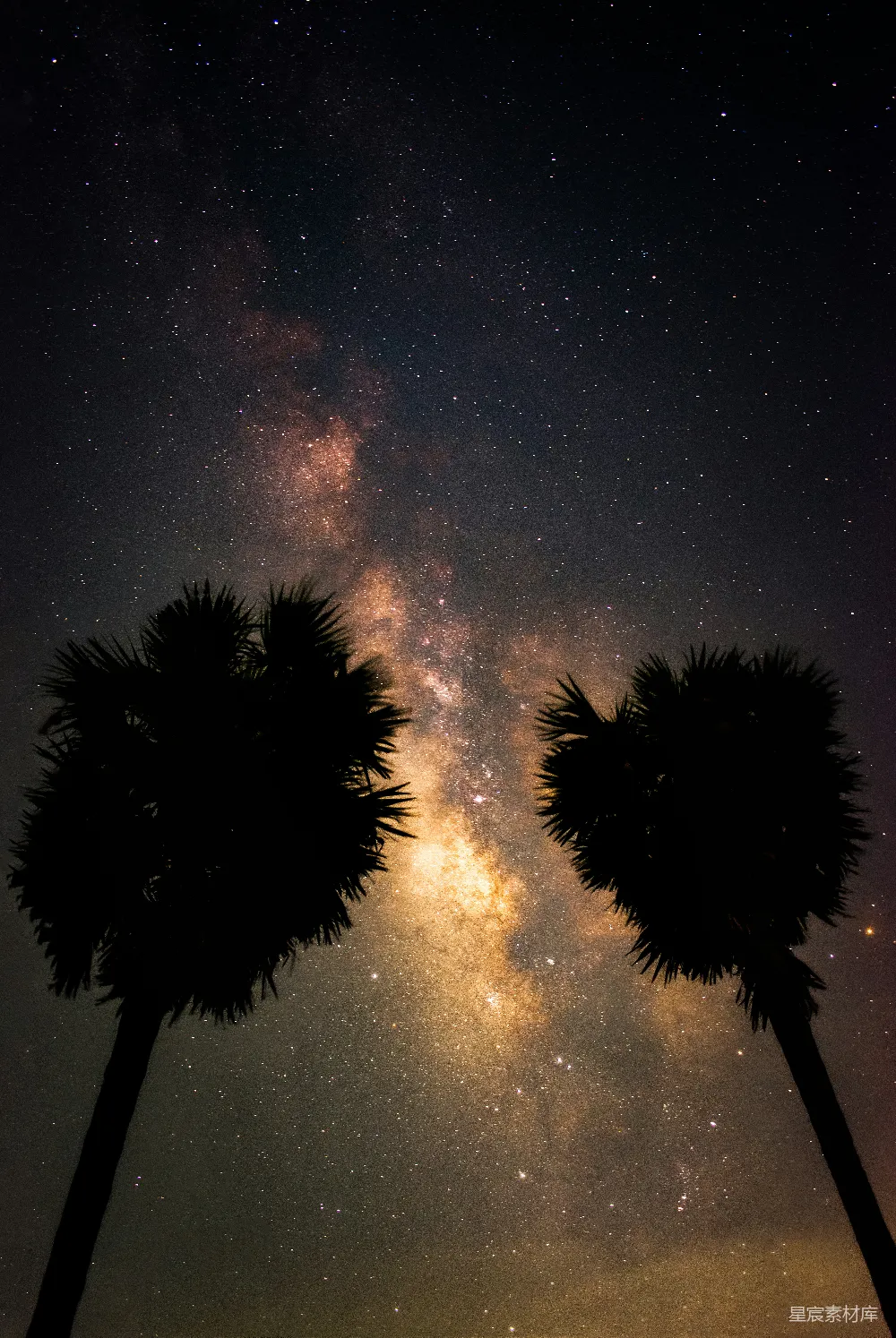 高清摄影 星空 夜景 自然 浪漫 旅行 星河与棕榈树的浪漫之夜