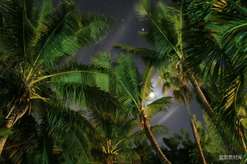 高清摄影 夜晚 椰子树 星空 自然 风景 夜色中的椰子树