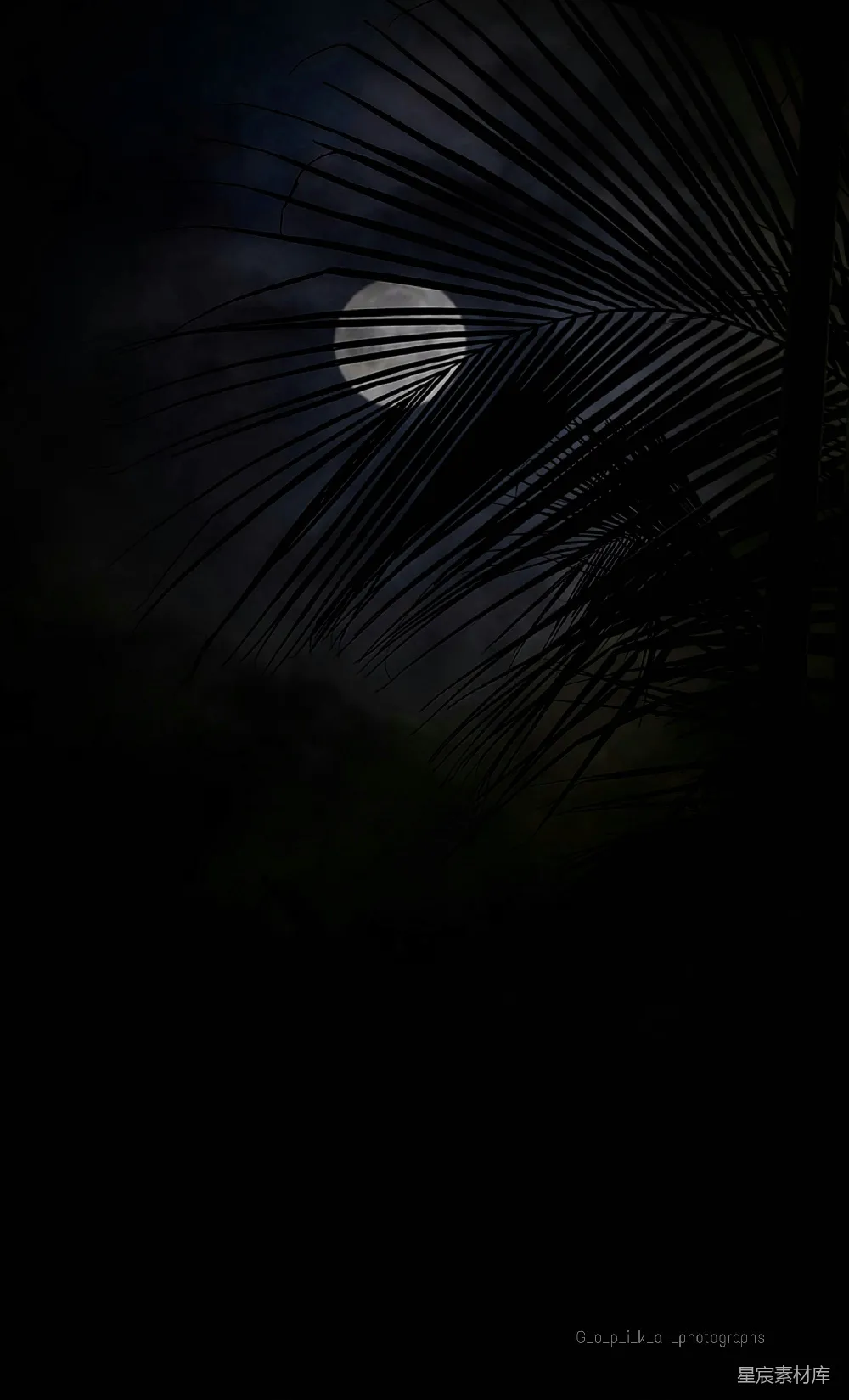高清摄影 夜景 自然 月亮 棕榈树 宁静 月夜下的棕榈叶