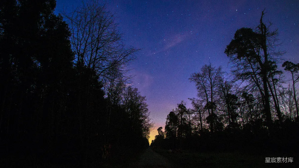 高清摄影 夜景 森林 星空 宁静 自然 森林中的夜空
