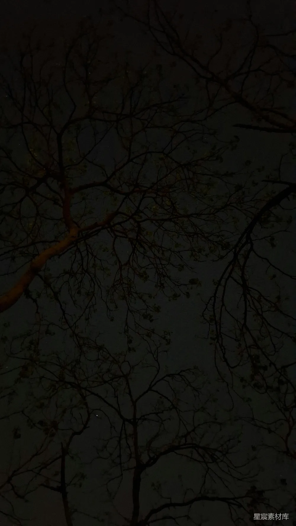 高清摄影 夜晚 树影 自然 黑暗 宁静 夜幕下的树影
