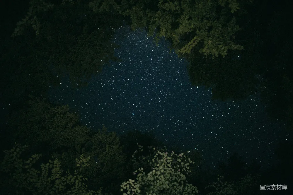 高清摄影 夜空 自然 宁静 森林 星河 树梢下的星空