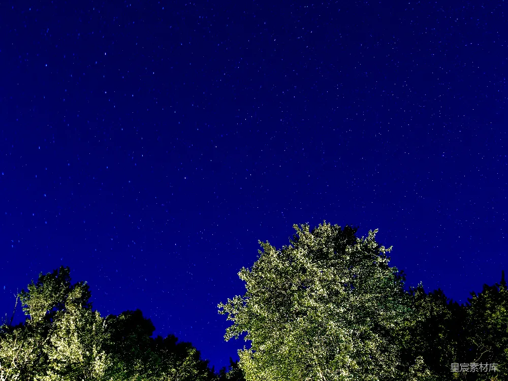 高清摄影 夜空 星星 自然 宁静 户外 夜空下的树梢