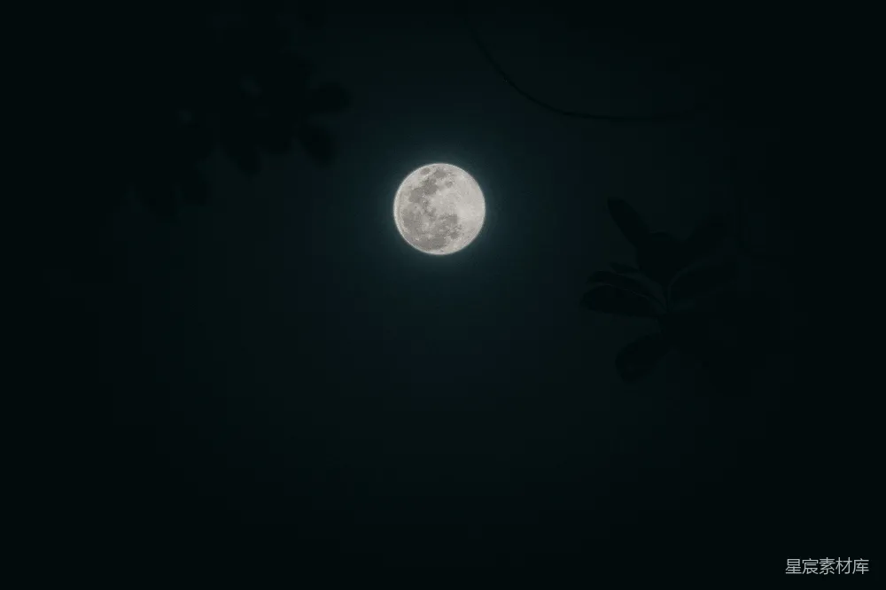 高清摄影 月光 夜晚 树木 自然 宁静 月夜下的树影