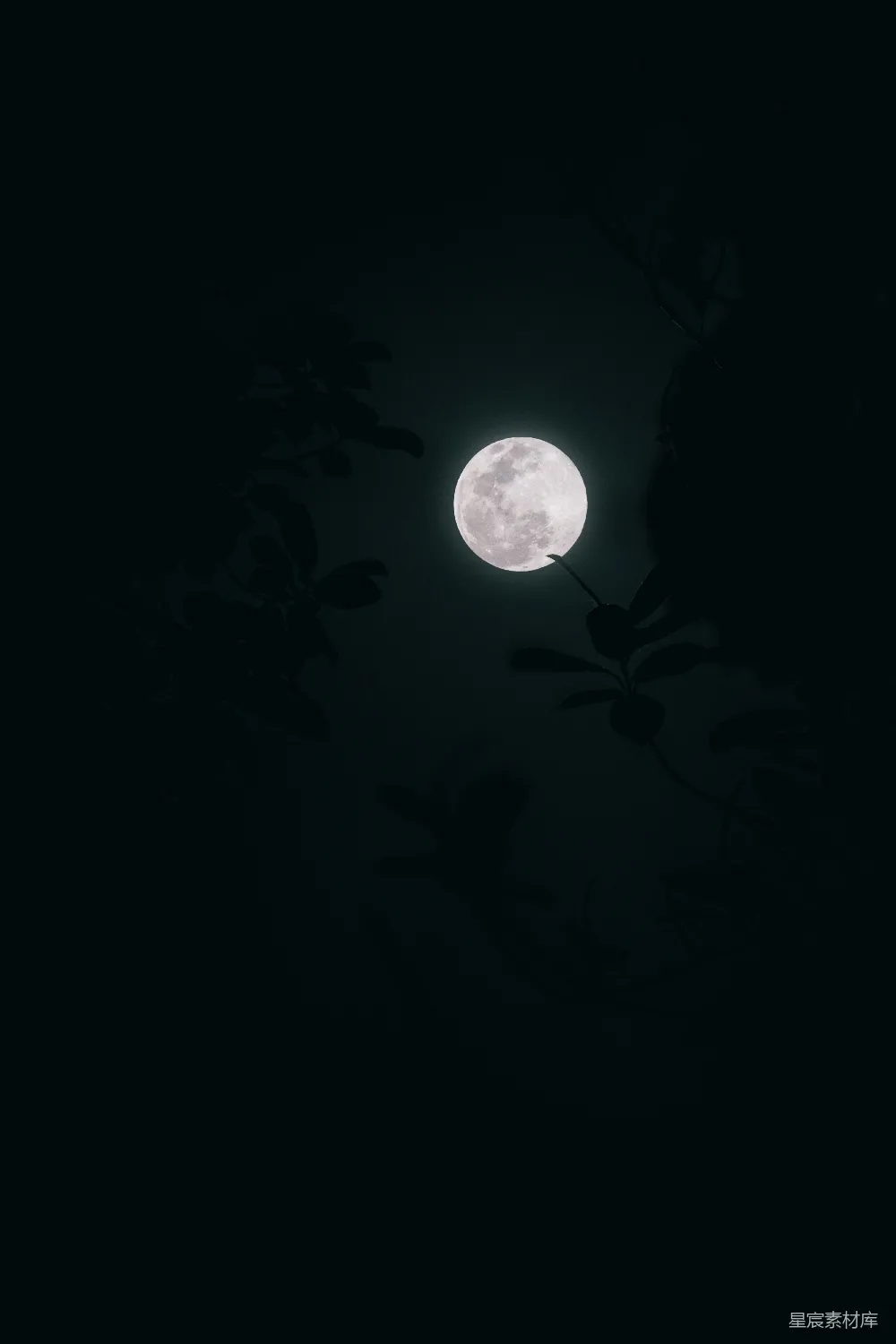 高清摄影 月亮 夜景 自然 宁静 神秘 月光下的静谧