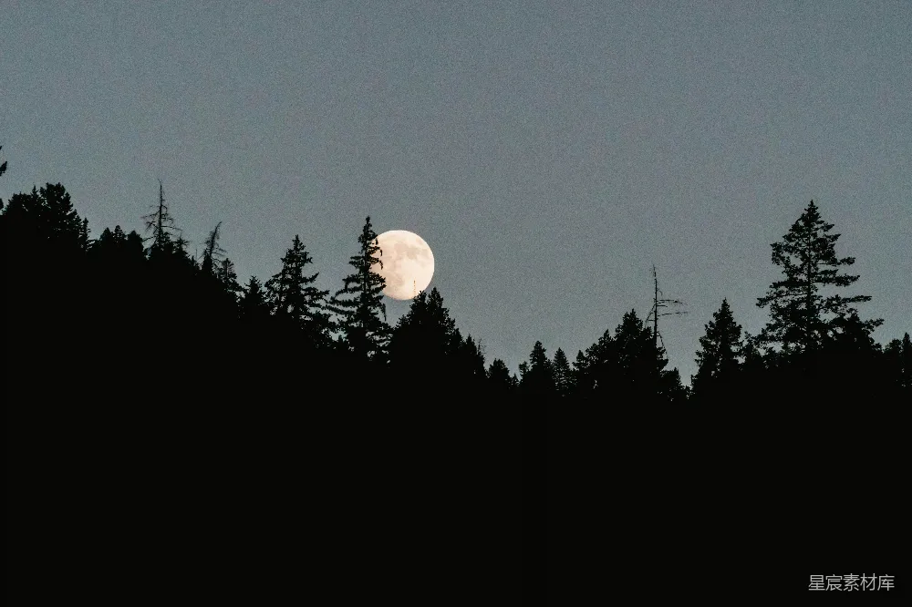 高清摄影 夜景 月亮 森林 宁静 自然 夜幕下的森林与明月