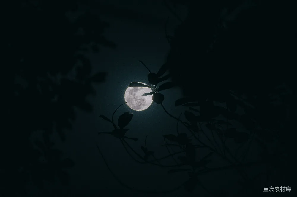 高清摄影 自然 夜晚 月亮 树影 宁静 月光下的树影