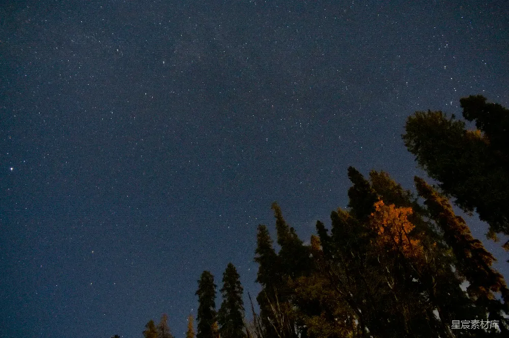 高清摄影 夜空 星星 树木 自然美景 宁静 夜空中闪烁的星河