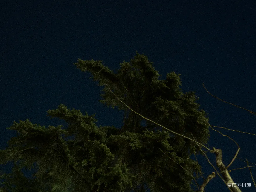 高清摄影 夜景 树木 自然 宁静 户外 夜幕下的松树