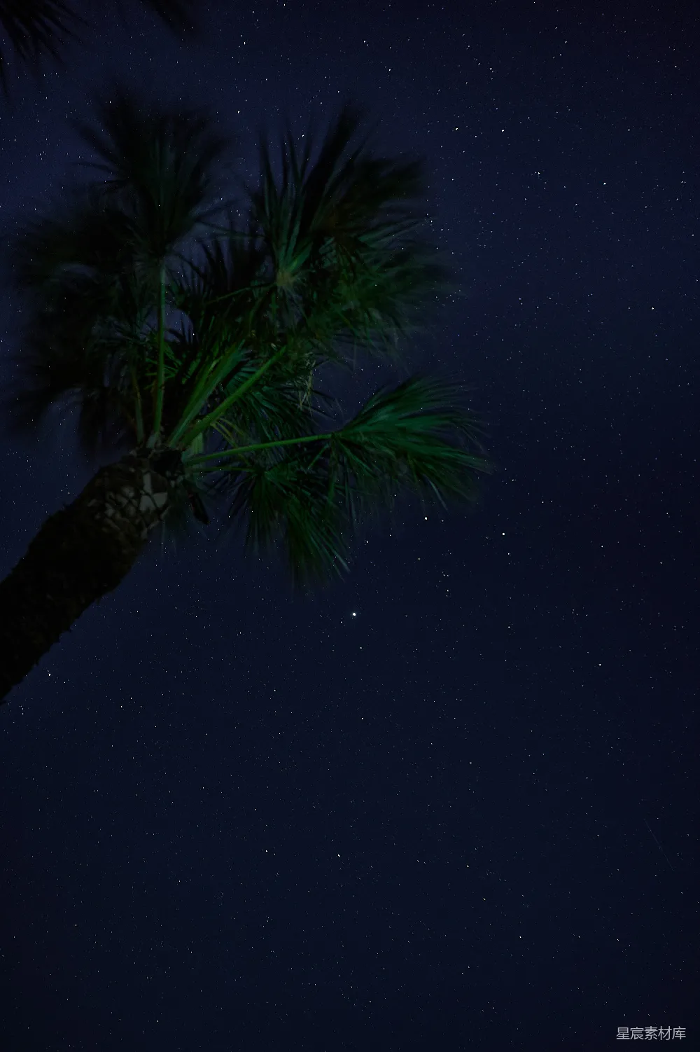 高清摄影 夜景 星空 热带风情 宁静 自然 夜空下的棕榈树