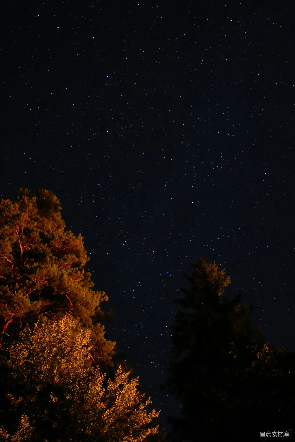 高清摄影 夜空 松树 星空 自然 宁静 星夜下的松树