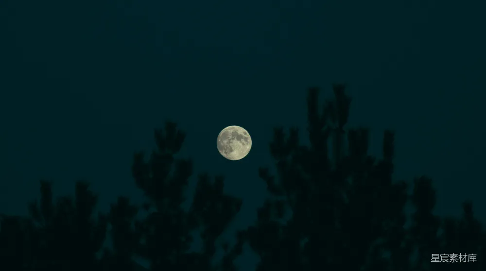 高清摄影 夜景 月亮 自然 宁静 树影 夜空中的月光