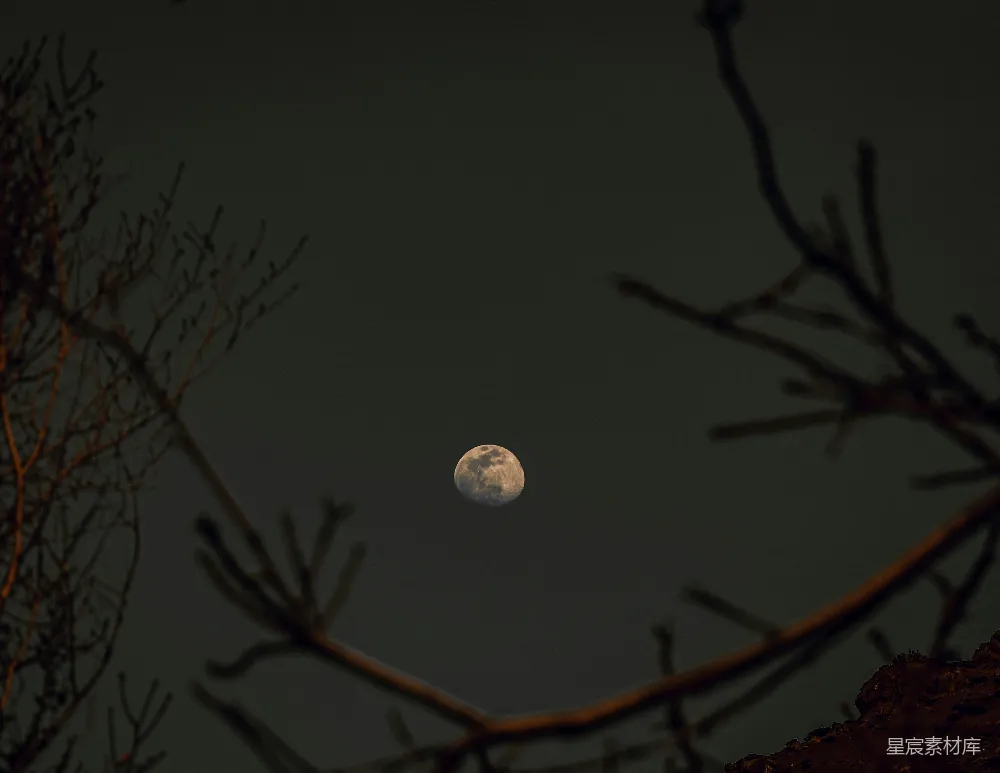 高清摄影 月亮 夜景 自然 宁静 树枝 月夜下的枯树枝