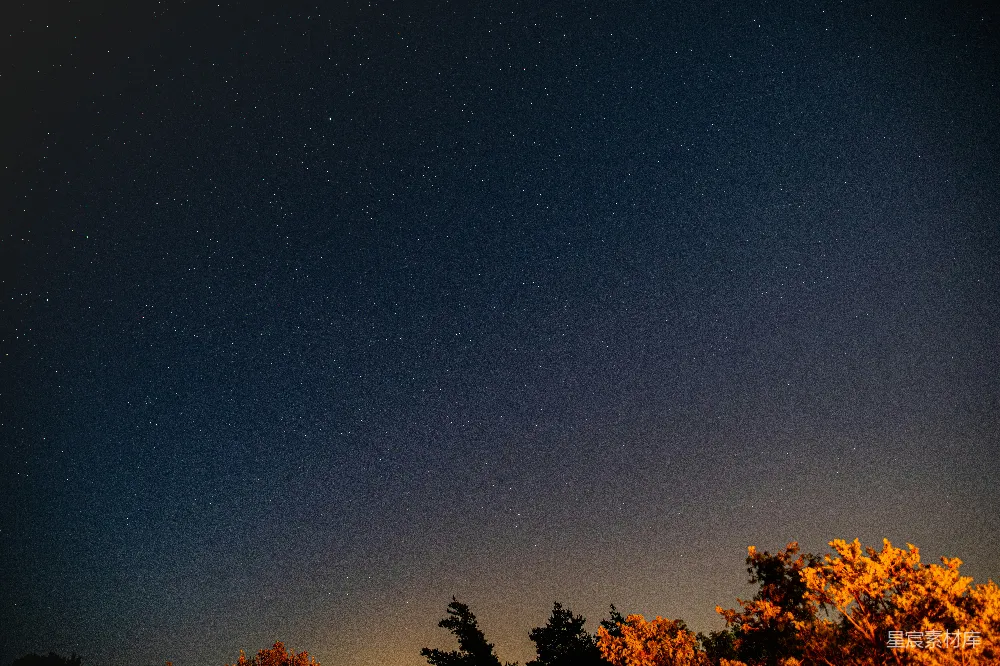高清摄影 夜景 星空 自然 宁静 树梢 夜空下的树梢