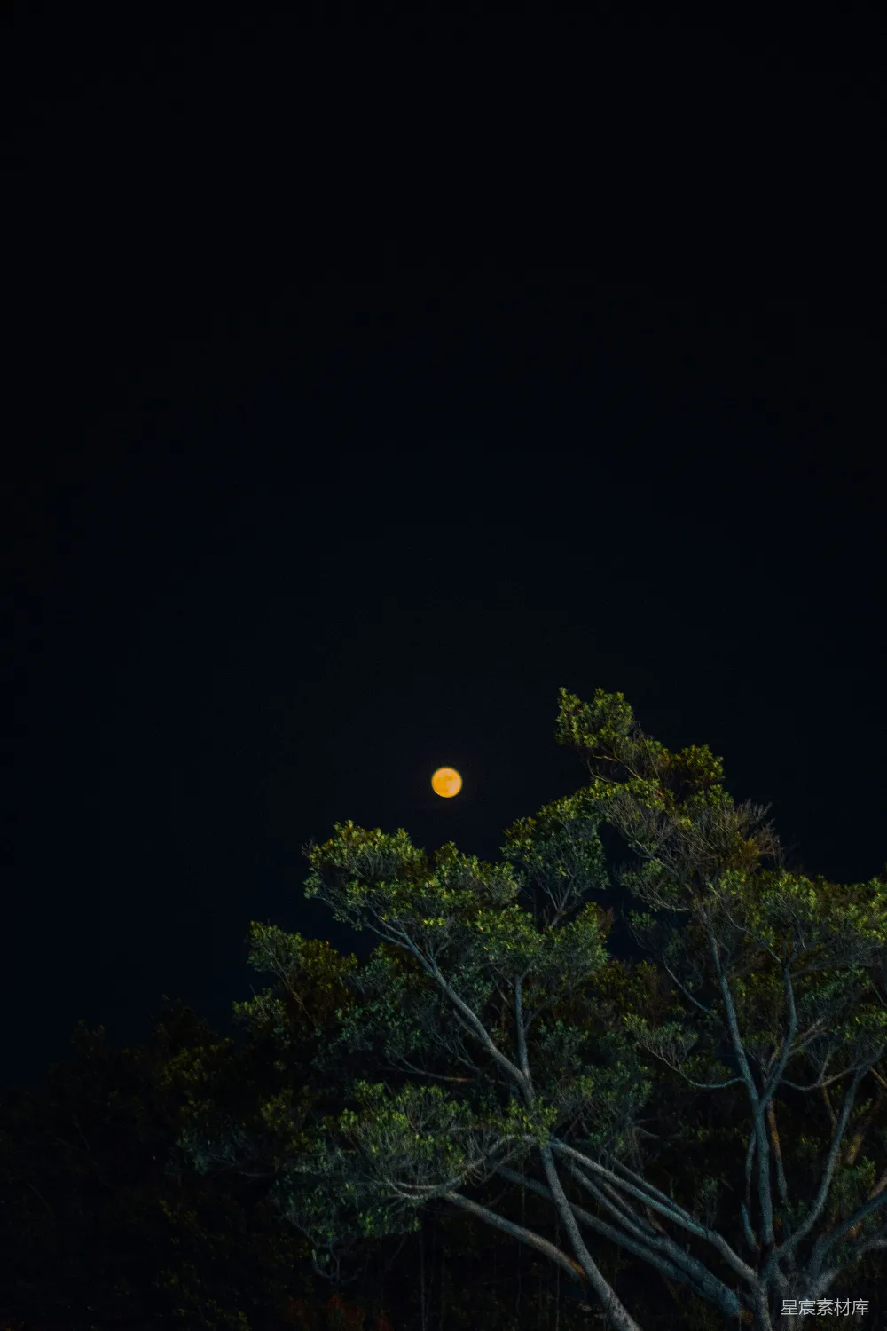 高清摄影 夜景 自然 宁静 月亮 树木 夜空下的树与月亮
