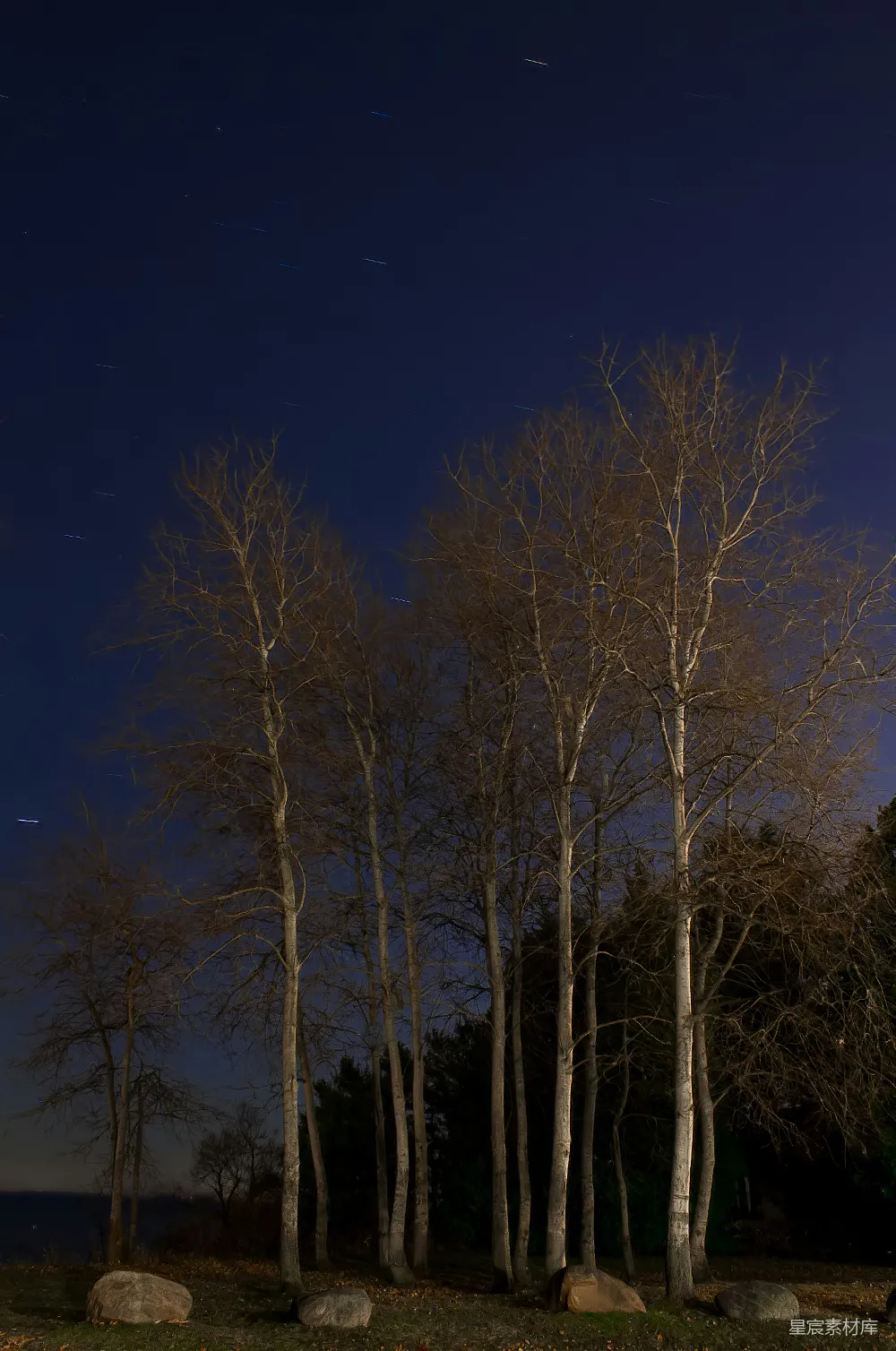 高清摄影 自然 树木 夜景 星空 宁静 夜空下的树
