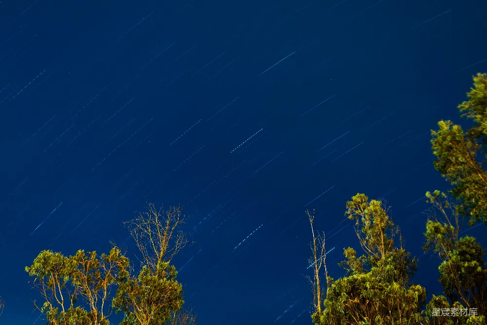 高清摄影 夜空 星轨 树梢 自然 宁静 夜空星轨与树梢