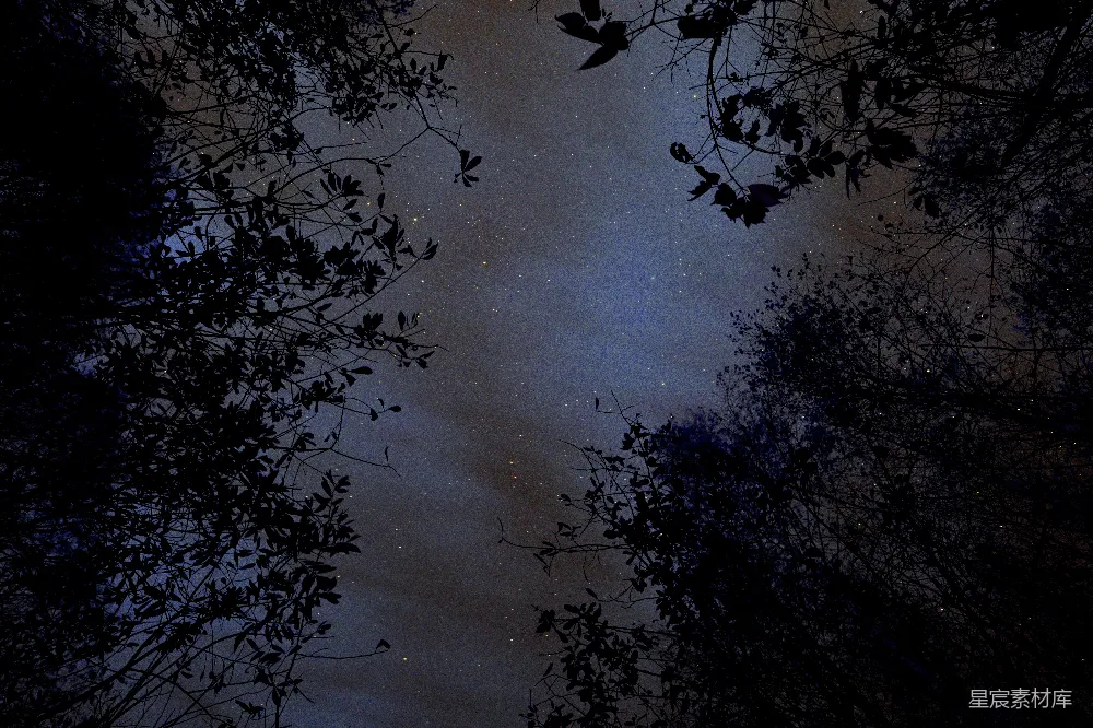 高清摄影 夜空 繁星 树梢 自然 宁静 夜空中繁星点点与树梢剪影