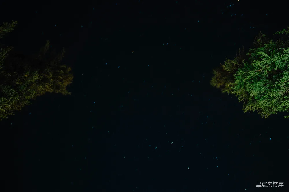 高清摄影 夜空 松树 宁静 自然 星空 夜空下的松树