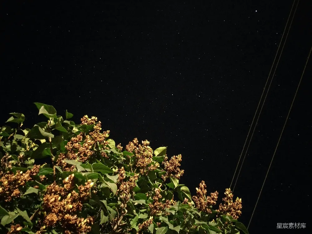 高清摄影 夜景 自然 静谧 植物 星空 夜空下的花丛