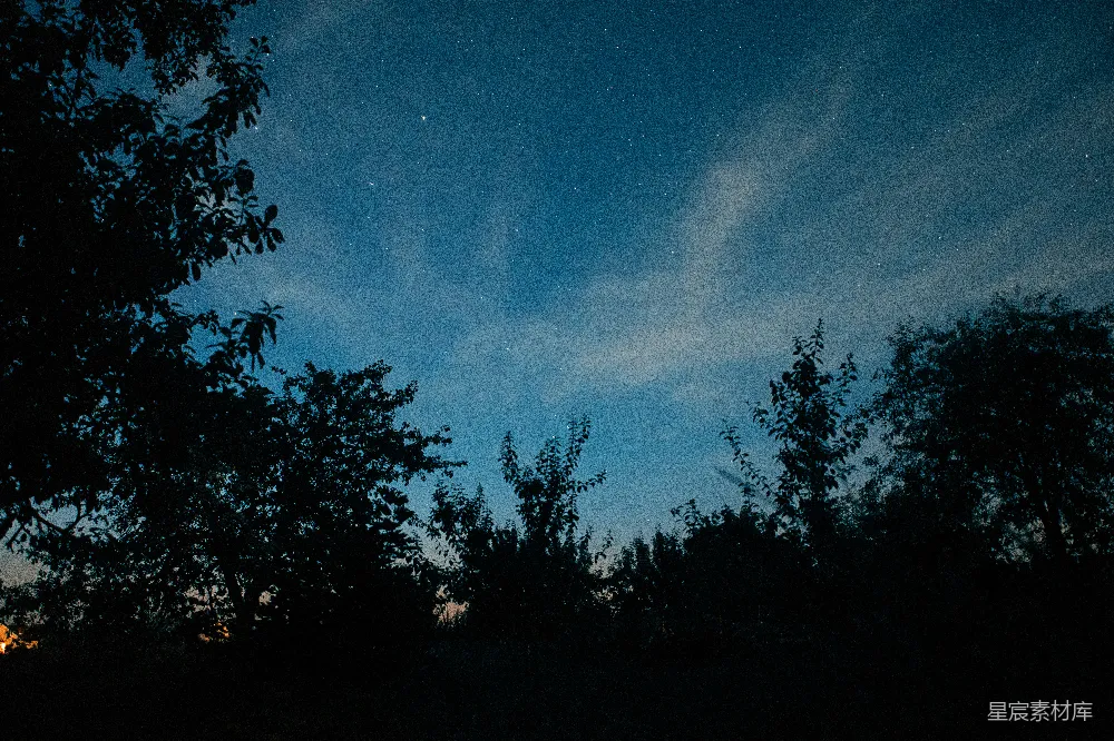 高清摄影 夜景 自然 宁静 星空 树梢 夜空下的树梢