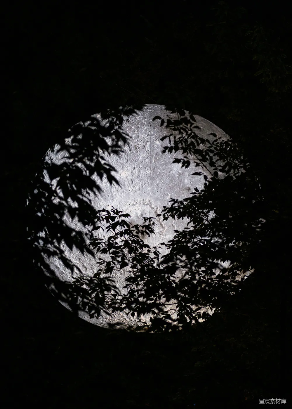 高清摄影 夜景 月亮 自然 树影 宁静 月球与树影的夜景
