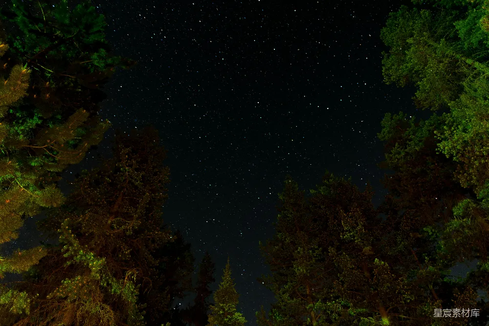 高清摄影 夜空 星星 松树 自然 宁静 夜空中闪烁的星星与松树