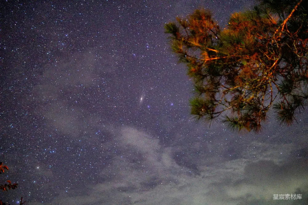 高清摄影 夜景 星空 自然 宁静 户外 夜空下的松枝与繁星