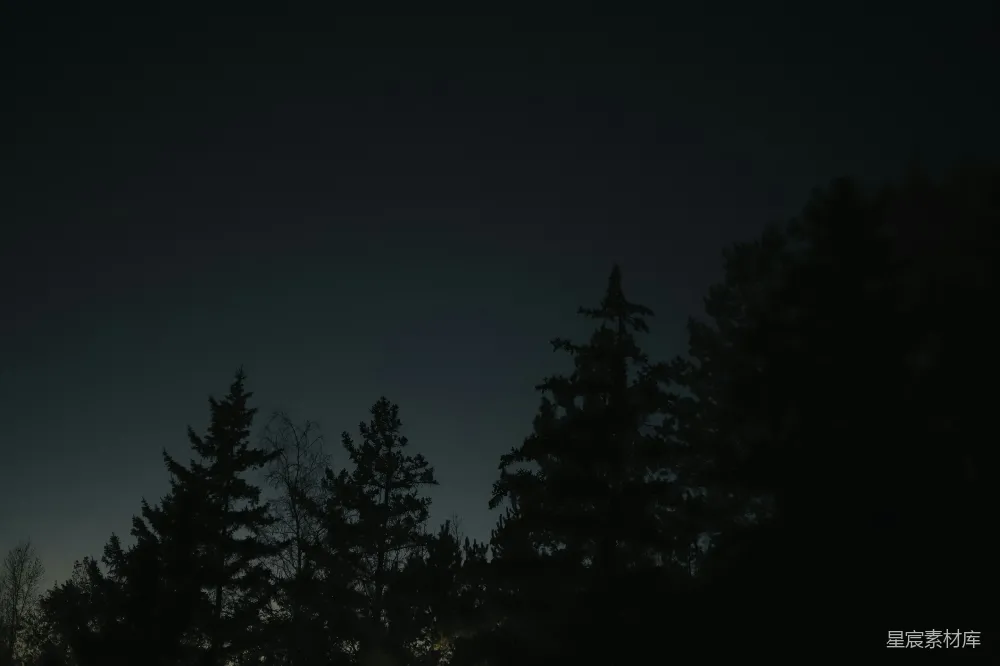 高清摄影 夜晚 树木 自然 宁静 森林 夜幕下的松林剪影