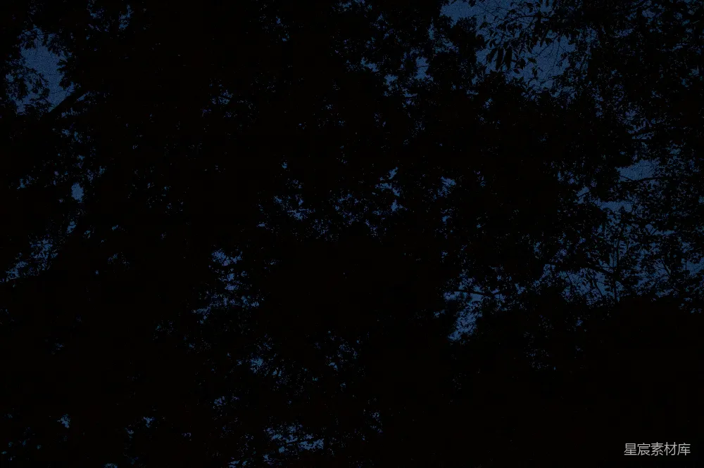 高清摄影 夜景 自然 宁静 树梢 深蓝色 夜幕下的树梢