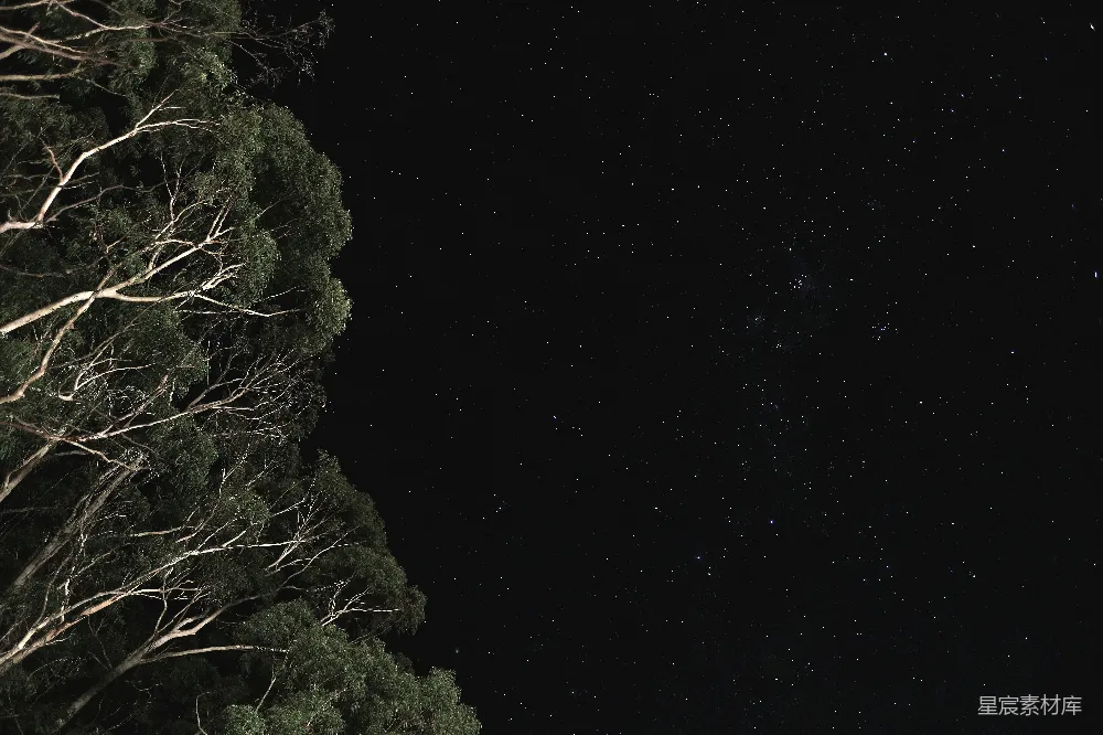 高清摄影 夜空 星星 树木 自然 宁静 夜空下的树