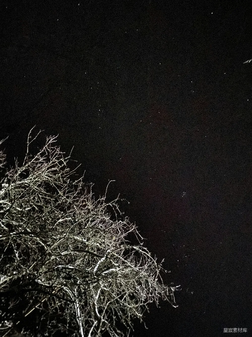 高清摄影 夜空 树枝 自然 宁静 星空 夜空下的树枝