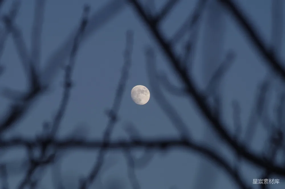 高清摄影 月光 树枝 夜晚 静谧 自然 寒夜中的明月