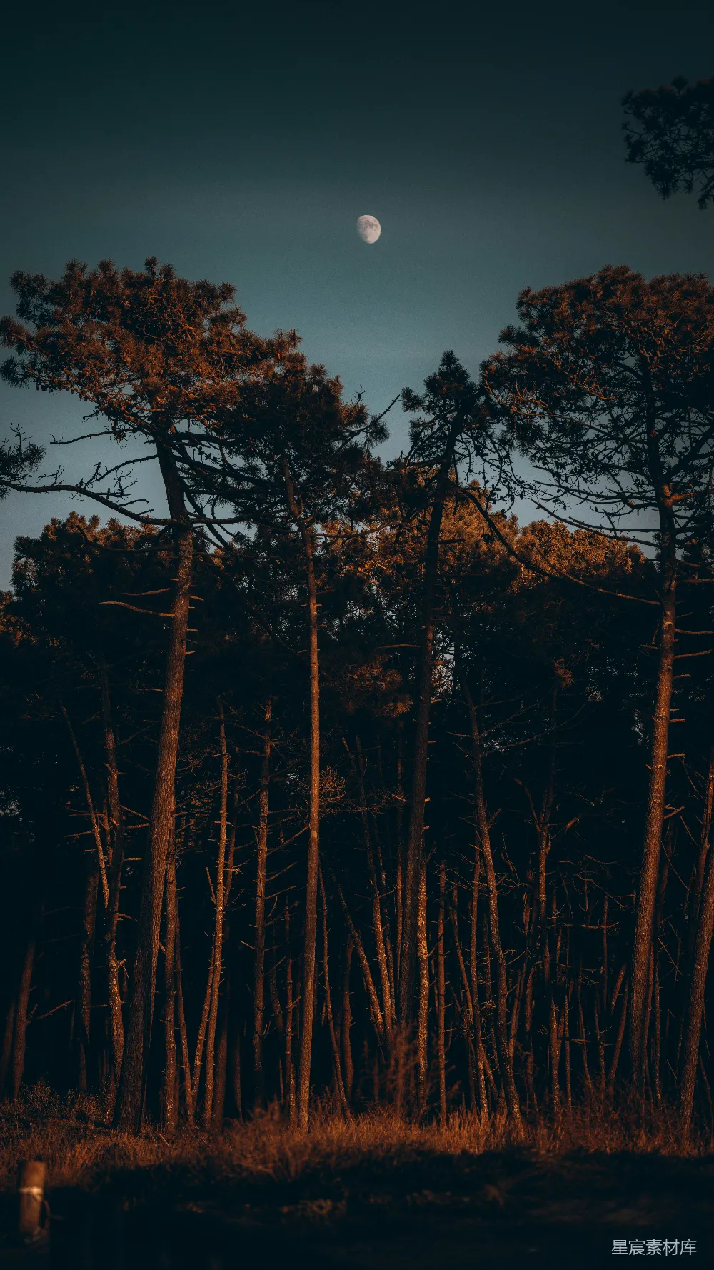 高清摄影 自然 宁静 月光 森林 夜晚 月光下的松树林