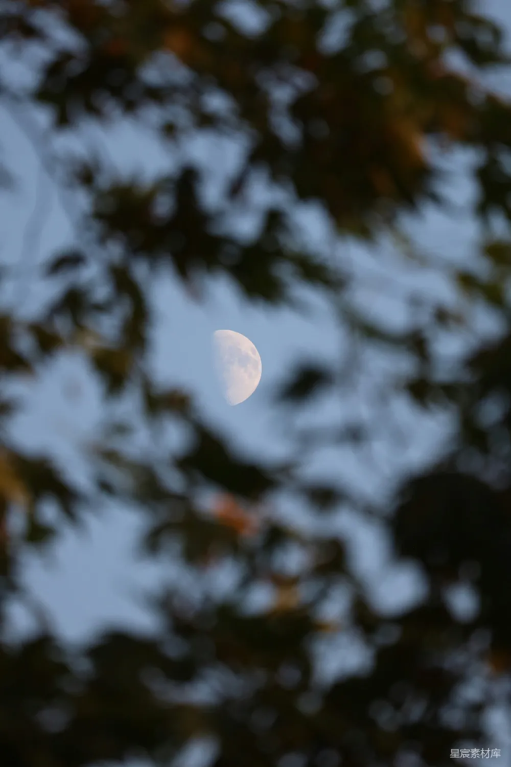 高清摄影 月亮 自然 宁静 夜晚 风景 透过树枝的半弯月