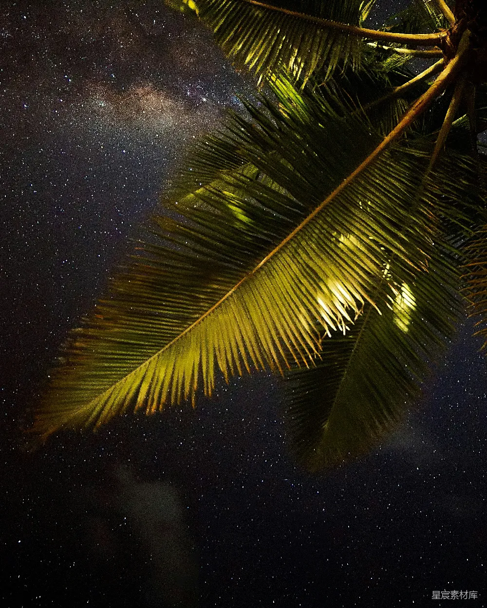 高清摄影 椰树 星空 夜景 自然 宁静 椰树下的星空