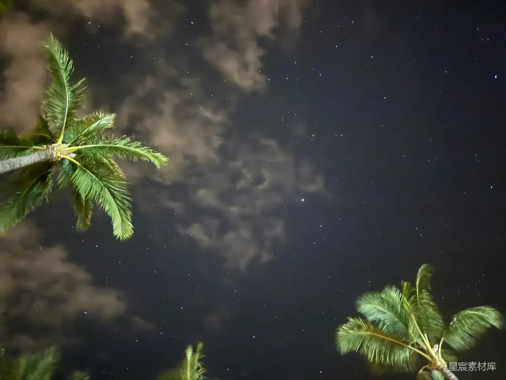 高清摄影 夜景 星空 自然 热带 宁静 夜空下的椰子树