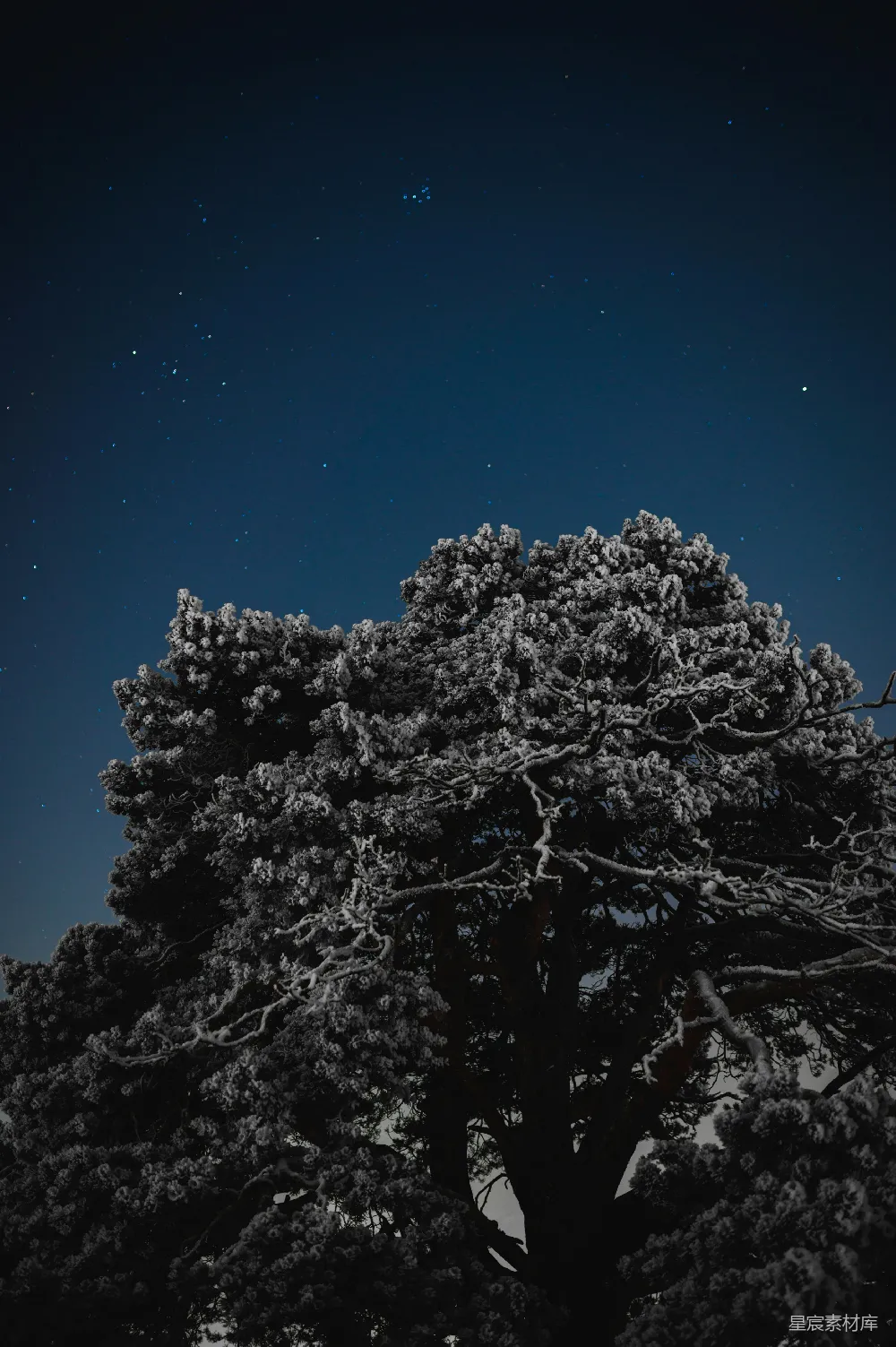 高清摄影 夜景 自然风光 宁静 雪景 天文 雪夜松树下的星空