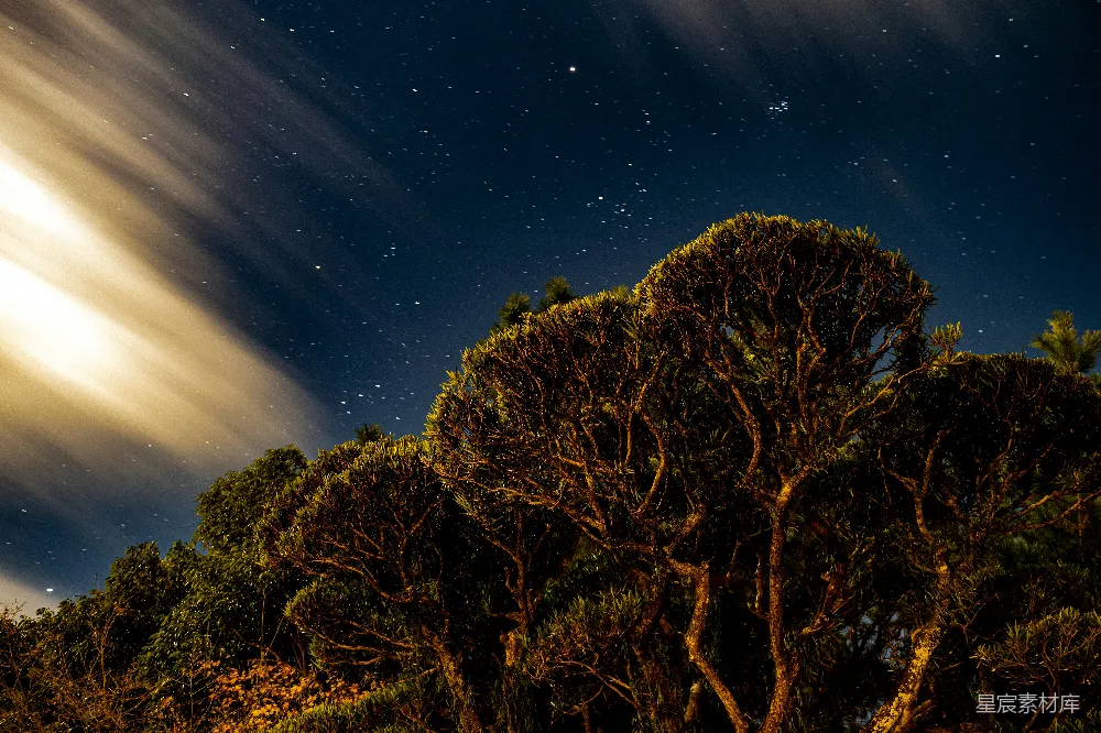 高清摄影 夜景 星空 自然 宁静 风景 夜空下的树影