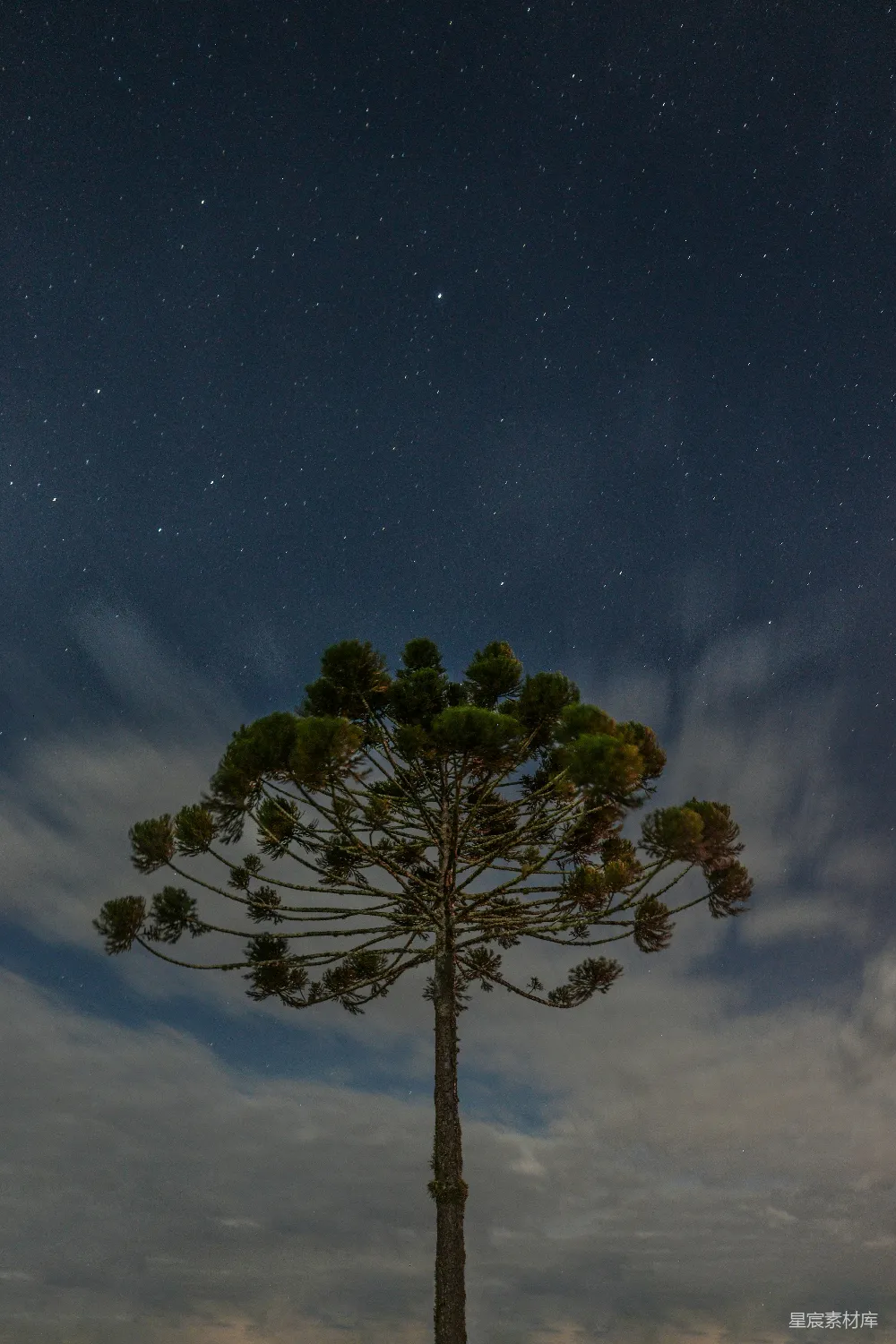 高清摄影 夜景 树木 星空 自然 宁静 夜空下的孤独树