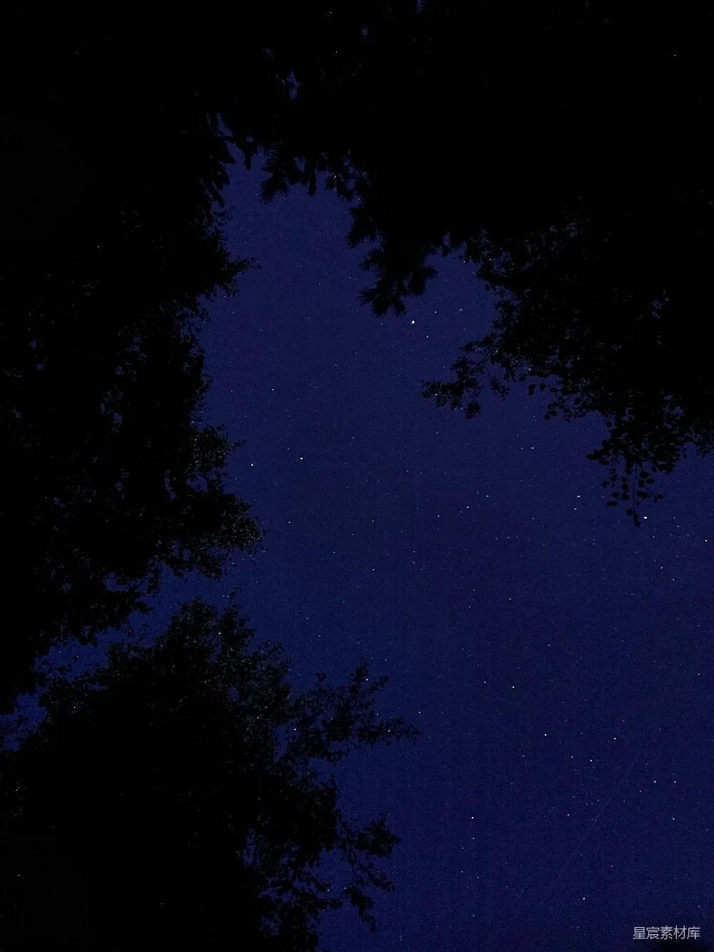 高清摄影 夜空 星星 树影 宁静 自然 夜空下的树影