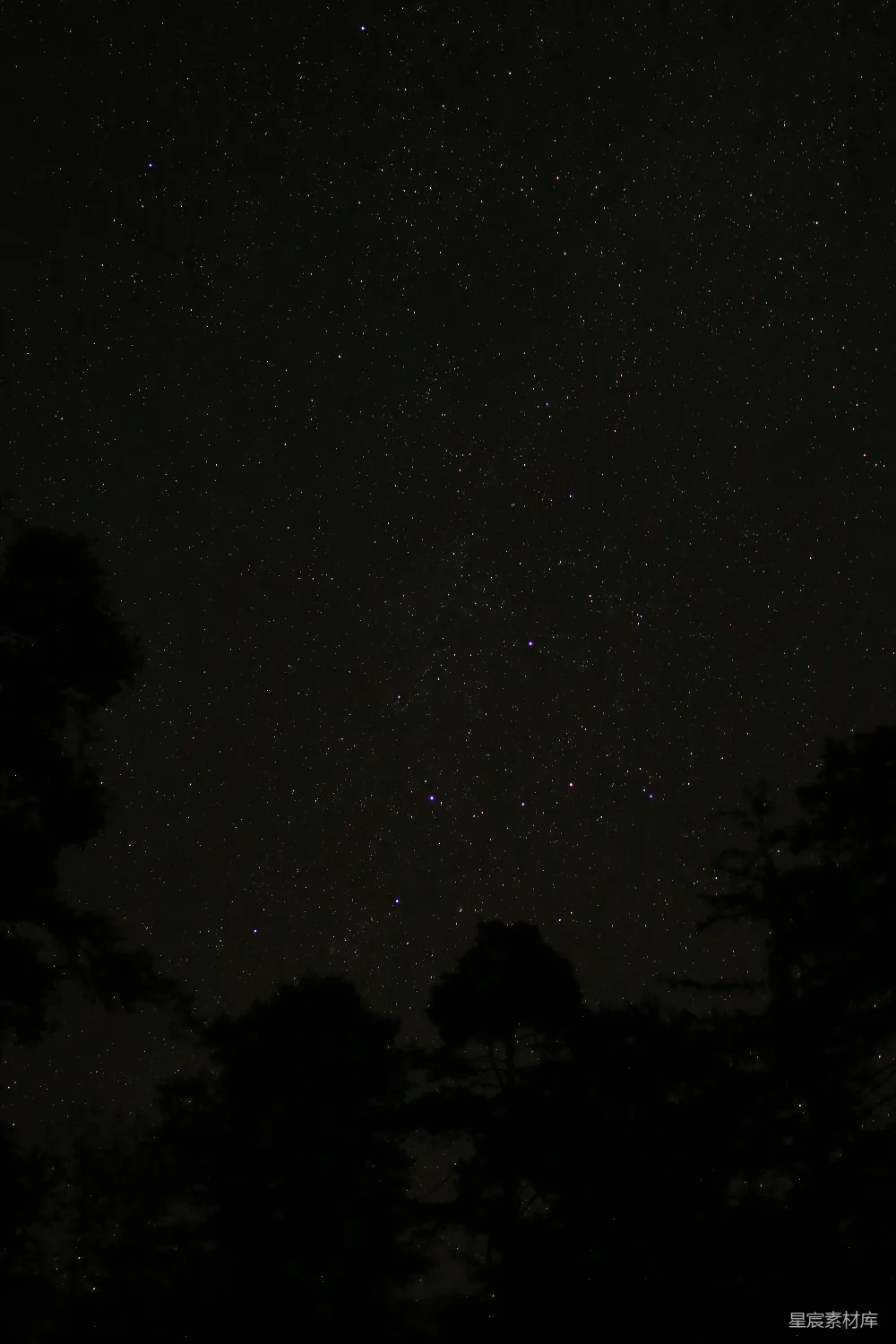 高清摄影 夜空 星空 树梢 宁静 自然 夜空下的树梢与繁星