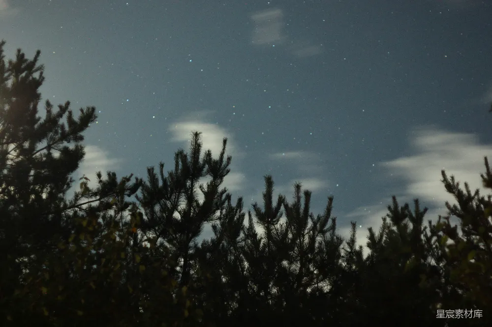 高清摄影 夜空 松树 星星 自然 宁静 夜幕下的松林